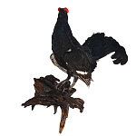 Таксидермия. Чучело настенное "Тетерев"