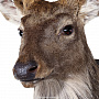Настенное чучело "Голова пятнистого оленя", фотография 7. Интернет-магазин ЛАВКА ПОДАРКОВ