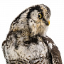 Настенное чучело птицы "Сова", фотография 5. Интернет-магазин ЛАВКА ПОДАРКОВ