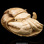 Скульптура из кости "Краб" (ухо кита), фотография 1. Интернет-магазин ЛАВКА ПОДАРКОВ