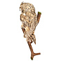 Настенное чучело птицы "Сова ушастая", фотография 4. Интернет-магазин ЛАВКА ПОДАРКОВ