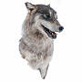 Чучело настенное "Голова волка", фотография 3. Интернет-магазин ЛАВКА ПОДАРКОВ