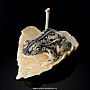 Скульптура из кости(бивень мамонта) "Лягушка на листе", фотография 1. Интернет-магазин ЛАВКА ПОДАРКОВ