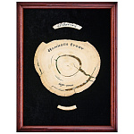 0069487/1109 Сувенир из кости ПАННО "СРЕЗ КОСТИ " 