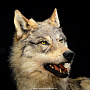 Чучело волка  "Волк Акела", фотография 6. Интернет-магазин ЛАВКА ПОДАРКОВ