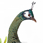 Настенное чучело птицы "Павлин", фотография 4. Интернет-магазин ЛАВКА ПОДАРКОВ