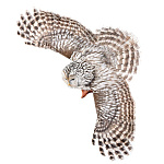  Таксидермия ЧУЧЕЛО "Неясыть летящая"