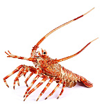 0023718 Традиции ФАБЕРЖЕ Сувенир-ШКАТУЛКА"ЛОБСТЕР" 14*26*20см В08-04