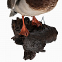 Чучело птицы "Кряква. Селезень", фотография 3. Интернет-магазин ЛАВКА ПОДАРКОВ