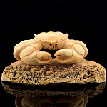  Изделия из кости Композиция "Краб" Ухо кита И344