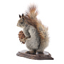 Чучело настольное "Белка с шишкой", фотография 4. Интернет-магазин ЛАВКА ПОДАРКОВ