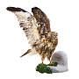 Чучело настенное "Канюк сарыч", фотография 2. Интернет-магазин ЛАВКА ПОДАРКОВ