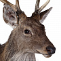 Настенное чучело "Голова пятнистого оленя", фотография 4. Интернет-магазин ЛАВКА ПОДАРКОВ