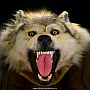 Шкура волка (Ковер из шкуры волка), фотография 7. Интернет-магазин ЛАВКА ПОДАРКОВ