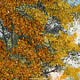 Янтарная картина "Рассвет на реке" 102х66 см, фотография 4. Интернет-магазин ЛАВКА ПОДАРКОВ