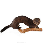  Таксидермия ЧУЧЕЛО "Норка" ( на подставке)