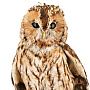 Настольное чучело птицы "Сова-неясыть", фотография 5. Интернет-магазин ЛАВКА ПОДАРКОВ
