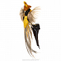Чучело настенное "Лимонный фазан", фотография 5. Интернет-магазин ЛАВКА ПОДАРКОВ