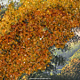 Янтарная картина "Тихая заводь" 102х66 см, фотография 4. Интернет-магазин ЛАВКА ПОДАРКОВ