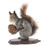 Чучело настольное "Белка с шишкой"