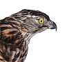 Чучело настенное "Ястреб-тетеревятник", фотография 4. Интернет-магазин ЛАВКА ПОДАРКОВ