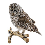  Таксидермия ЧУЧЕЛО "Неясыть длиннохвостая"