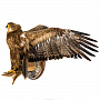 Чучело птицы "Степной орел", фотография 3. Интернет-магазин ЛАВКА ПОДАРКОВ