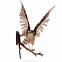 Чучело птицы "Копчик с раскрытыми крыльями", фотография 2. Интернет-магазин ЛАВКА ПОДАРКОВ