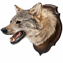 Чучело настенное "Голова волка", фотография 2. Интернет-магазин ЛАВКА ПОДАРКОВ