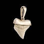 Подвеска-амулет из зуба белой рифовой акулы, фотография 2. Интернет-магазин ЛАВКА ПОДАРКОВ