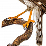 Чучело птицы "Копчик с закрытыми крыльями", фотография 5. Интернет-магазин ЛАВКА ПОДАРКОВ