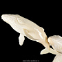 Скульптура "Семья китов" из зуба кашалота, фотография 6. Интернет-магазин ЛАВКА ПОДАРКОВ
