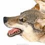 Шкура волка на подкладке, фотография 5. Интернет-магазин ЛАВКА ПОДАРКОВ