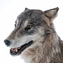 Чучело настенное "Голова волка", фотография 5. Интернет-магазин ЛАВКА ПОДАРКОВ
