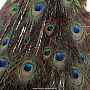 Настенное чучело птицы "Павлин", фотография 3. Интернет-магазин ЛАВКА ПОДАРКОВ