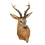Чучело настенное "Голова косули", фотография 3. Интернет-магазин ЛАВКА ПОДАРКОВ