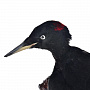 Чучело птицы настенное "Черный дятел", фотография 2. Интернет-магазин ЛАВКА ПОДАРКОВ