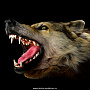 Шкура волка (Ковер из шкуры волка), фотография 9. Интернет-магазин ЛАВКА ПОДАРКОВ