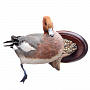Чучело птицы утки "Свиязь" настенное, фотография 3. Интернет-магазин ЛАВКА ПОДАРКОВ