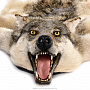 Шкура волка на подкладке, фотография 3. Интернет-магазин ЛАВКА ПОДАРКОВ