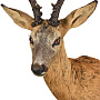 Чучело настенное "Голова косули", фотография 2. Интернет-магазин ЛАВКА ПОДАРКОВ