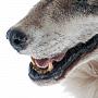 Чучело настенное "Голова волка", фотография 6. Интернет-магазин ЛАВКА ПОДАРКОВ