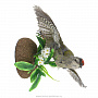 Чучело птицы "Зеленый дятел", фотография 2. Интернет-магазин ЛАВКА ПОДАРКОВ