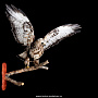 Чучело птицы "Канюк зимняк мохноногий" , фотография 1. Интернет-магазин ЛАВКА ПОДАРКОВ