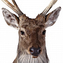 Настенное чучело "Голова пятнистого оленя", фотография 5. Интернет-магазин ЛАВКА ПОДАРКОВ