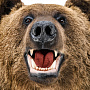 Чучело настенное "Голова медведя", фотография 2. Интернет-магазин ЛАВКА ПОДАРКОВ