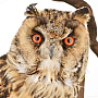 Настенное чучело птицы "Сова ушастая", фотография 2. Интернет-магазин ЛАВКА ПОДАРКОВ