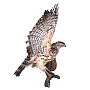 Чучело настенное "Ястреб-тетеревятник", фотография 5. Интернет-магазин ЛАВКА ПОДАРКОВ