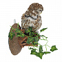 Чучело птицы "Сыч мохноногий", фотография 2. Интернет-магазин ЛАВКА ПОДАРКОВ