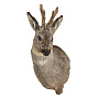 Чучело настенное "Голова косули", фотография 3. Интернет-магазин ЛАВКА ПОДАРКОВ